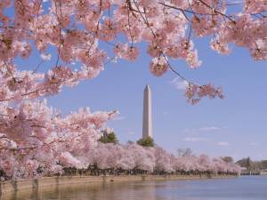 Washington monument during Cherry Blossom Festival in Washington DC, USA