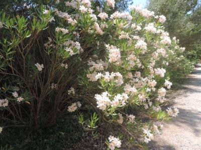 Flowers-at-the-Ancient-Olympia-Ruins