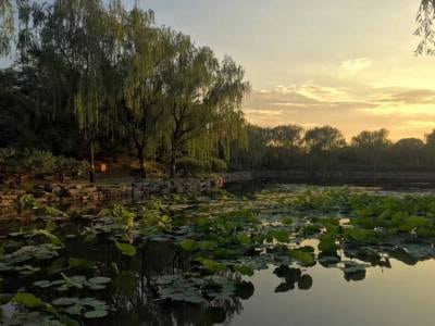 Different-summer-evenings-pools-of-lotus-surrounded-by-willows-and-small-hills-1