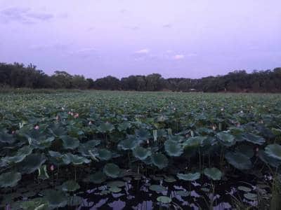 Different-summer-evenings-pools-of-lotus-surrounded-by-willows-and-small-hills-2