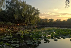 Yuanming Garden: Summer, the Season of Rainstorms [Blog Post 2 out of 5]