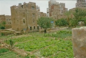 A Day in Sanaa